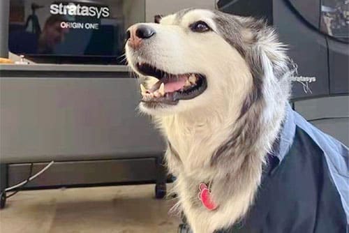 work dog